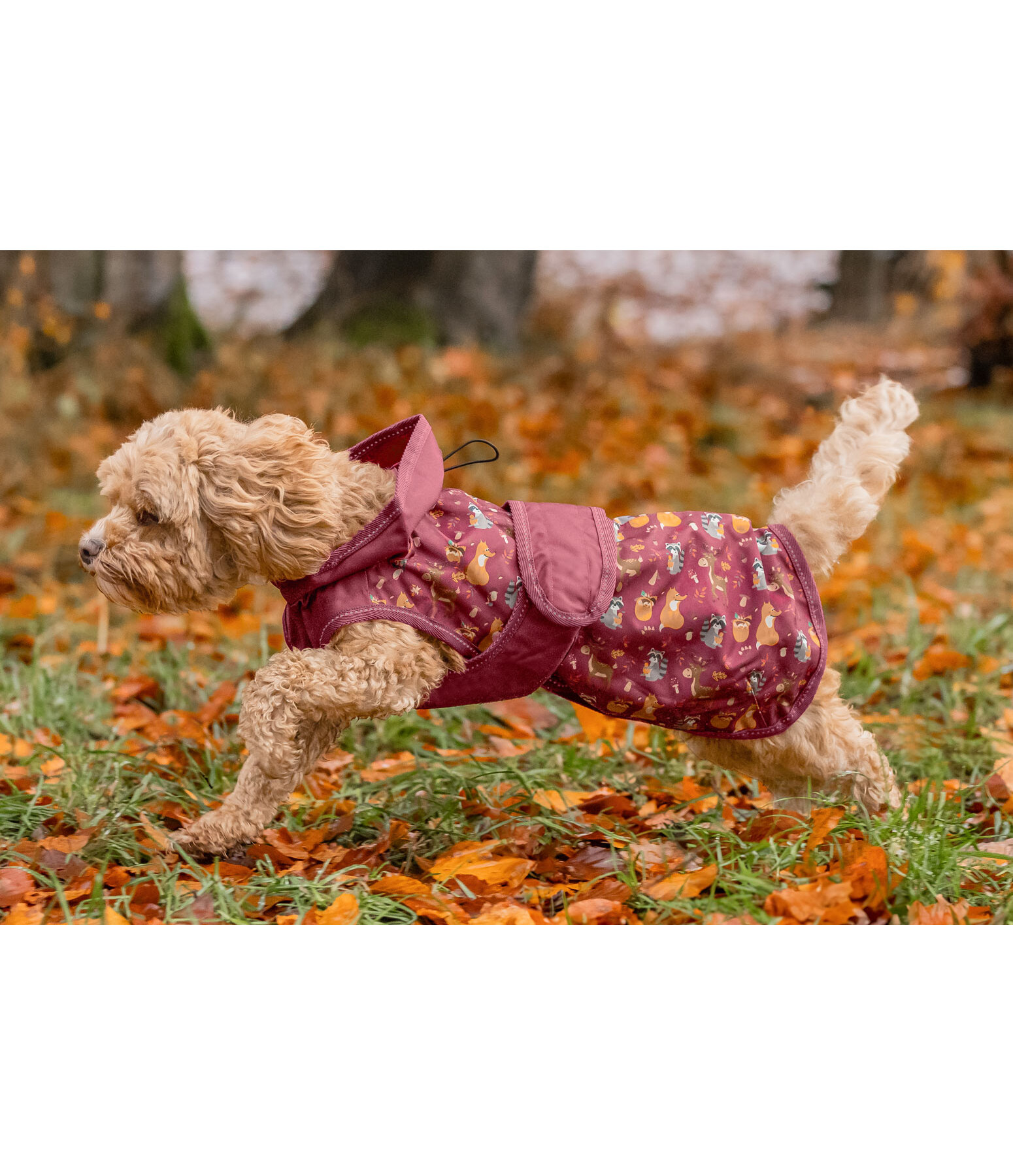Impermeabile per cani Pumpkin Spice, 0 g