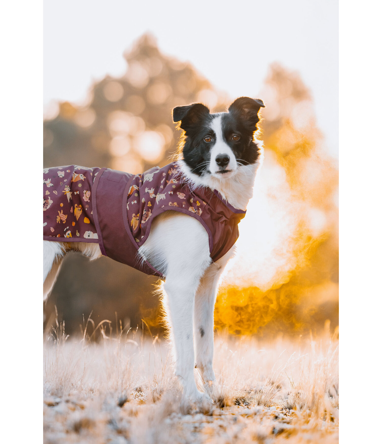Impermeabile per cani Pumpkin Spice, 0 g