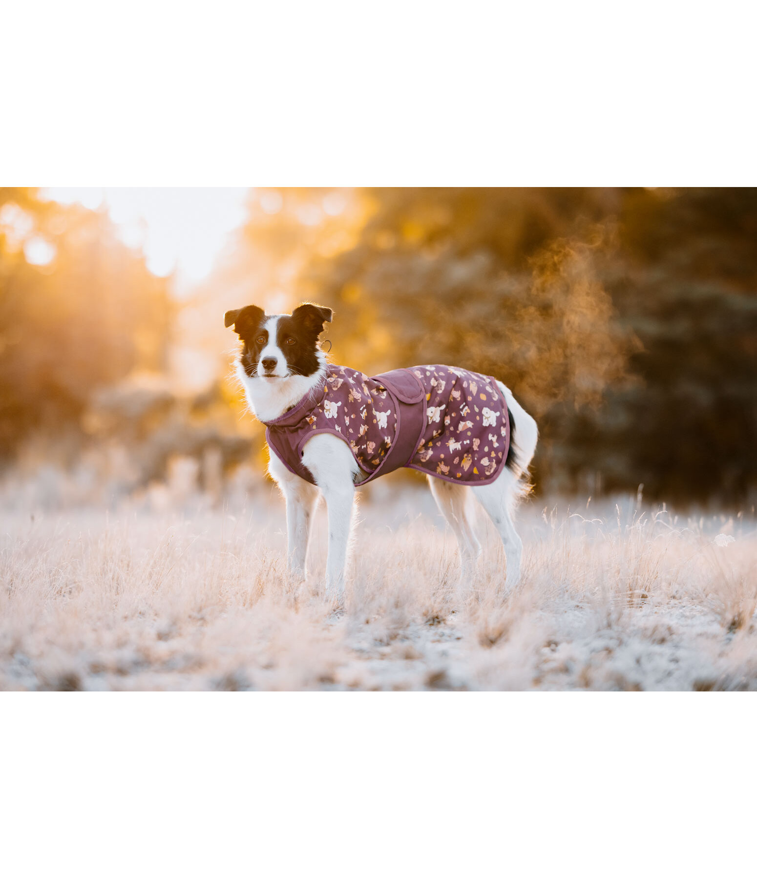Impermeabile per cani Pumpkin Spice, 0 g