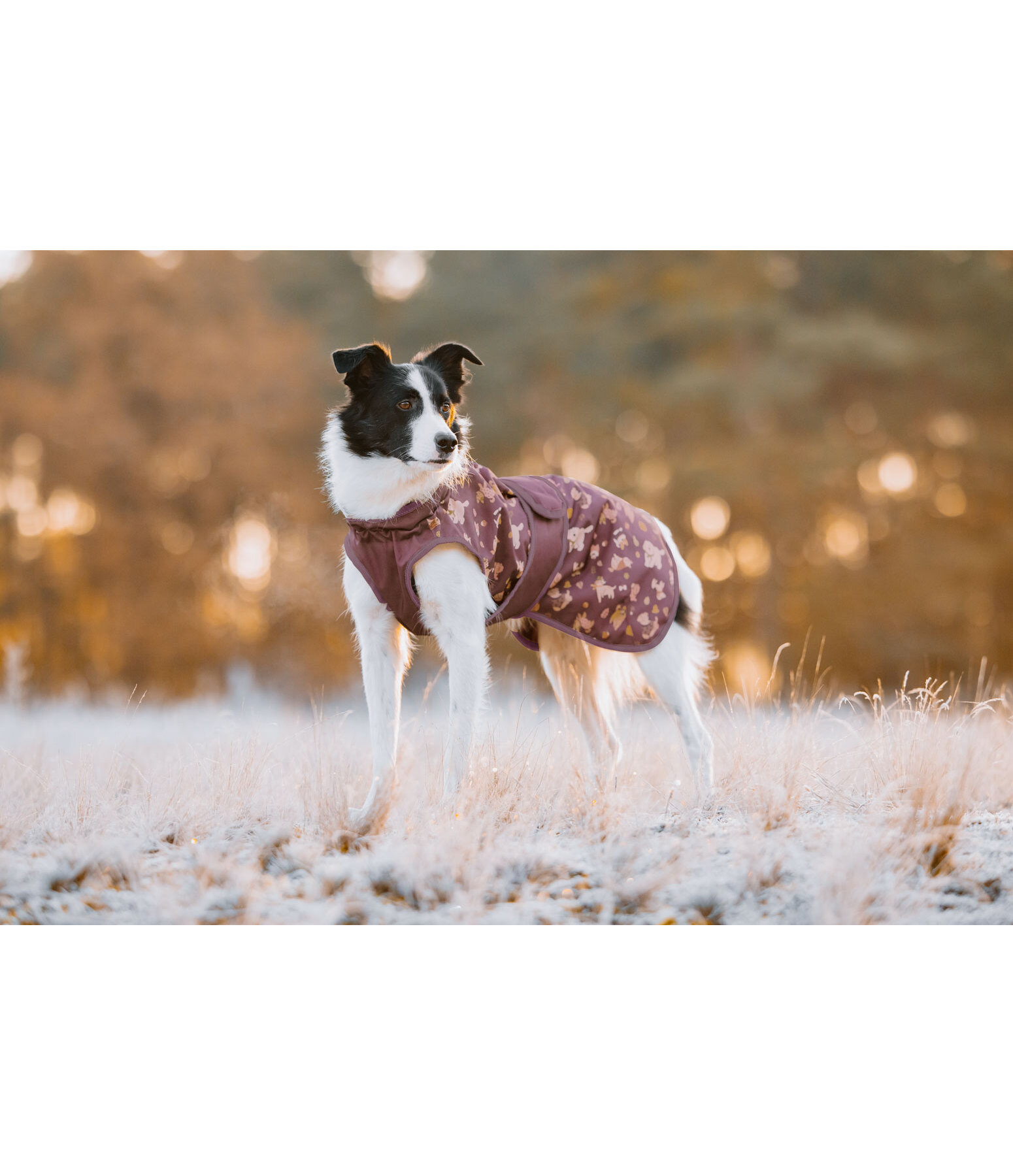 Impermeabile per cani Pumpkin Spice, 0 g