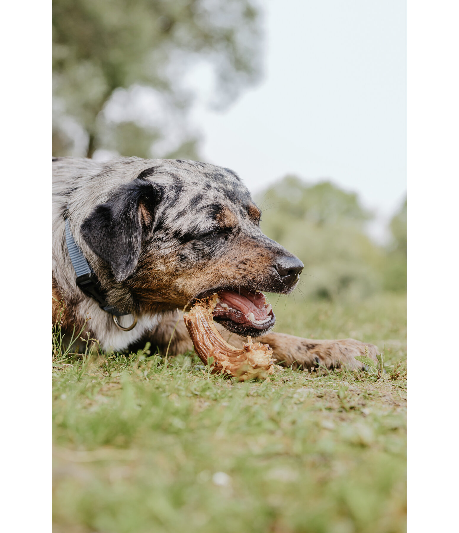 Colli di tacchino per cani