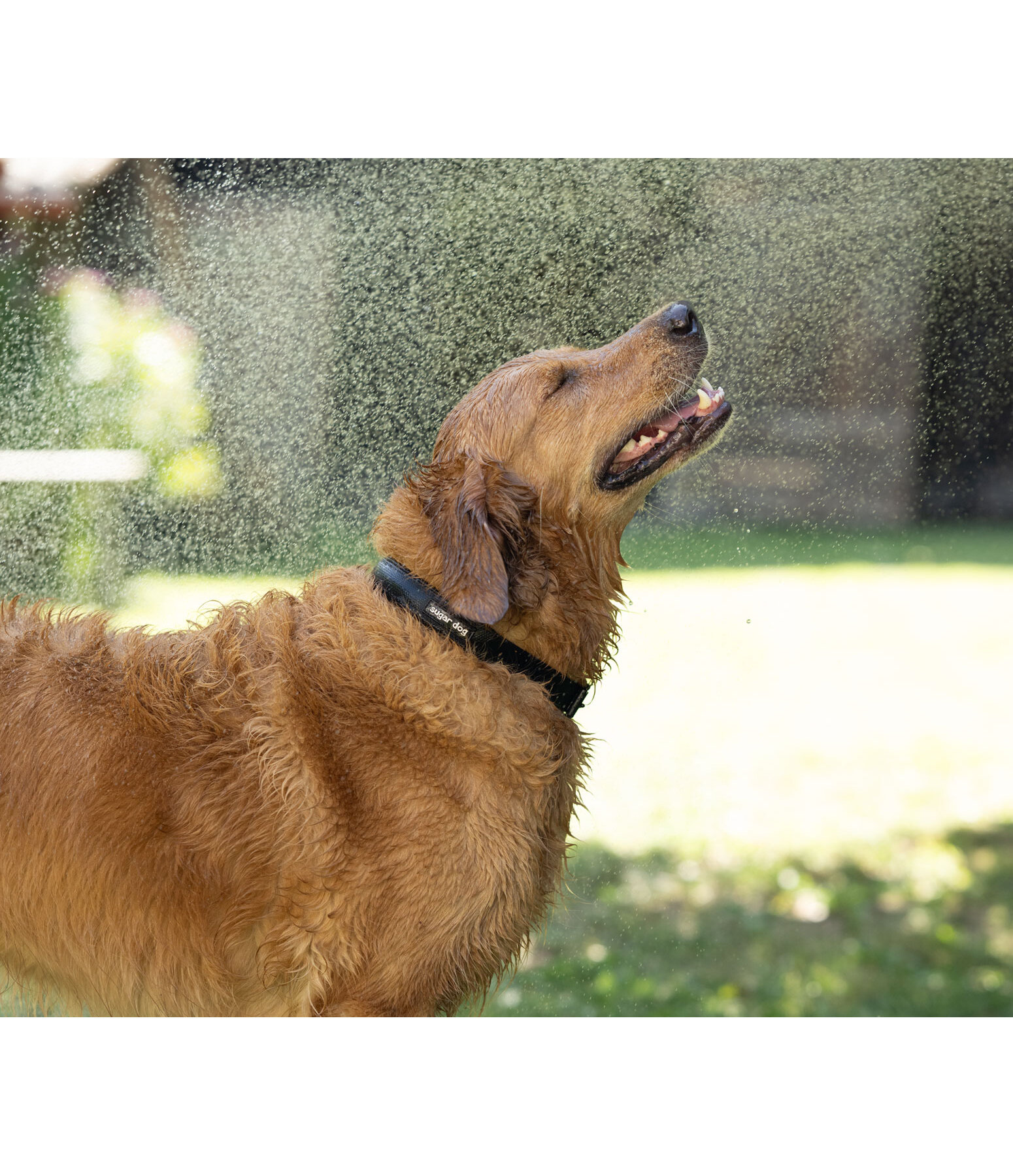 Collare waterproof Mable