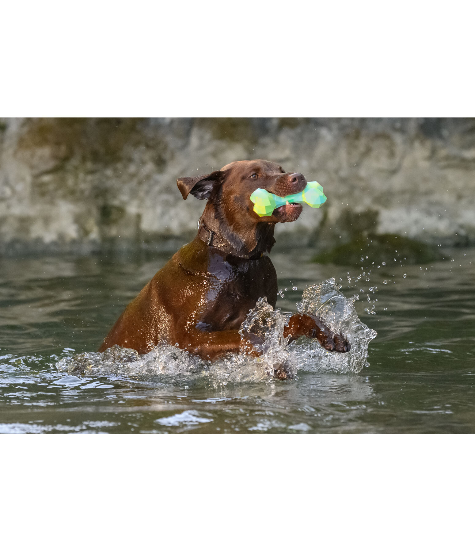 Gioco acquatico per cani Marble Bone