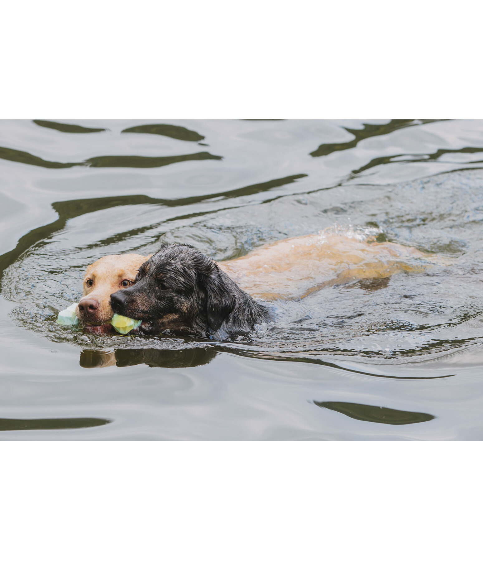 Gioco acquatico per cani Marble Bone
