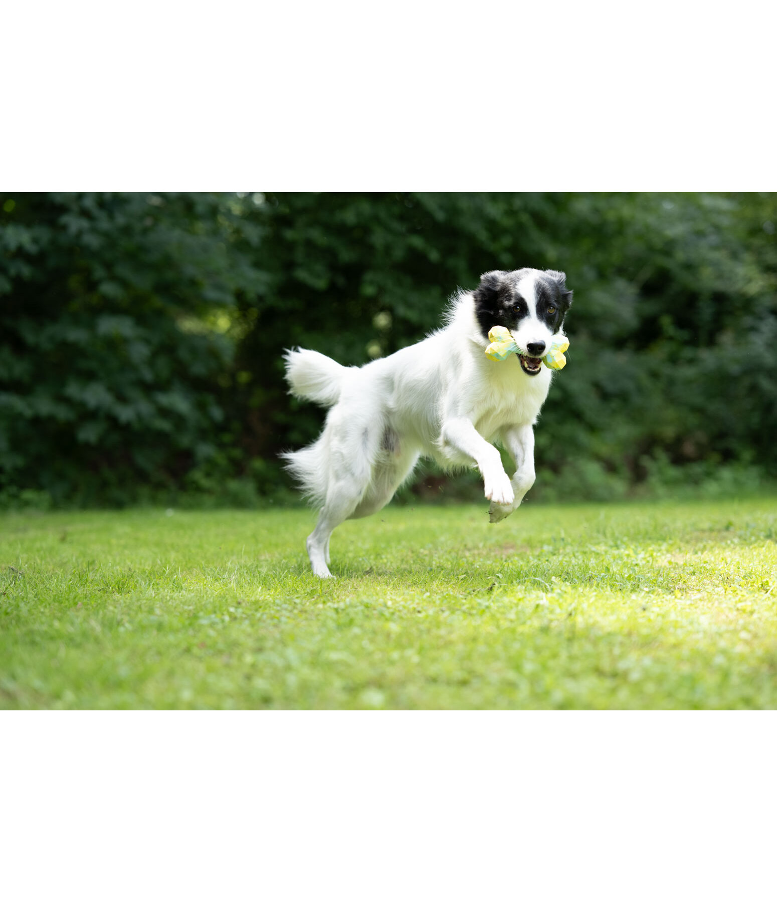 Gioco acquatico per cani Marble Bone