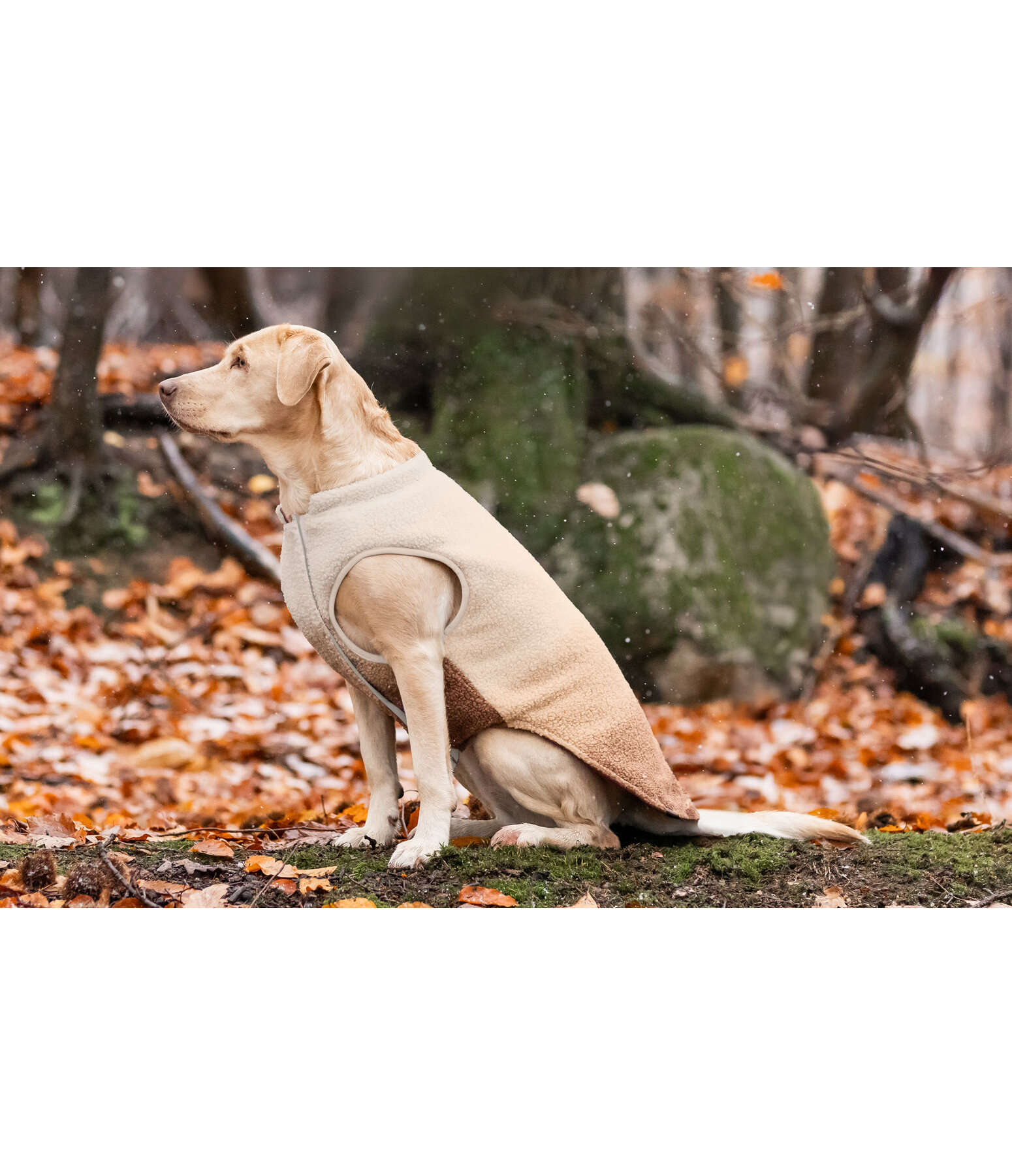 Cappotto reversibile in softshell per cani Willa, 80 g