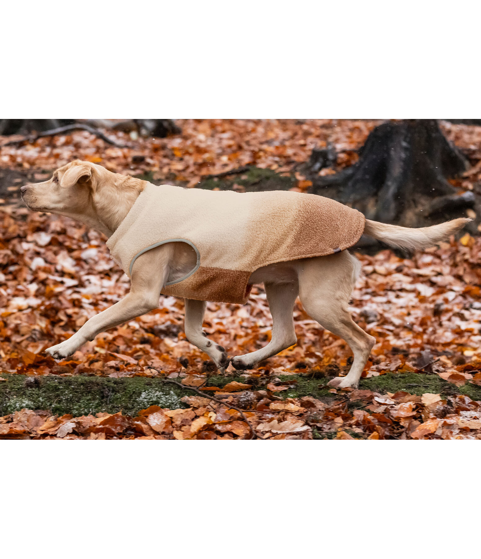 Cappotto reversibile in softshell per cani Willa, 80 g