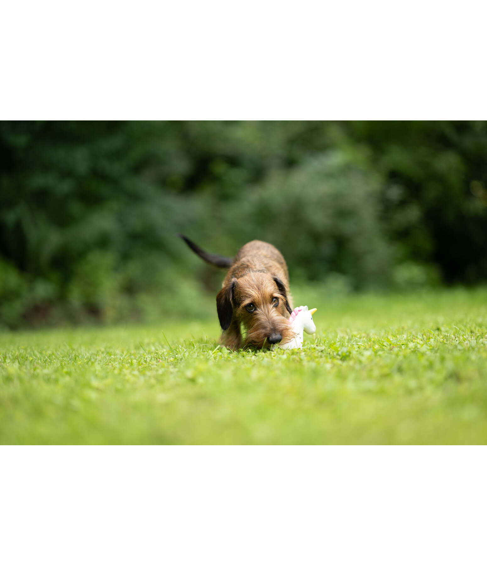 Giocattolo con squeaker per cani Unicorn