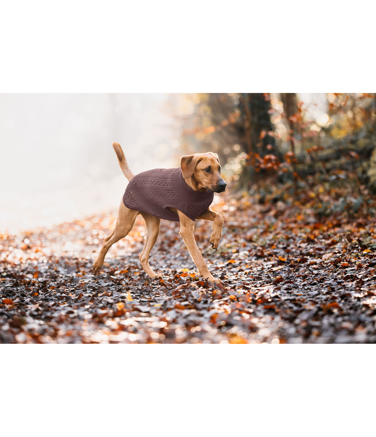 Maglione per cani Maisie