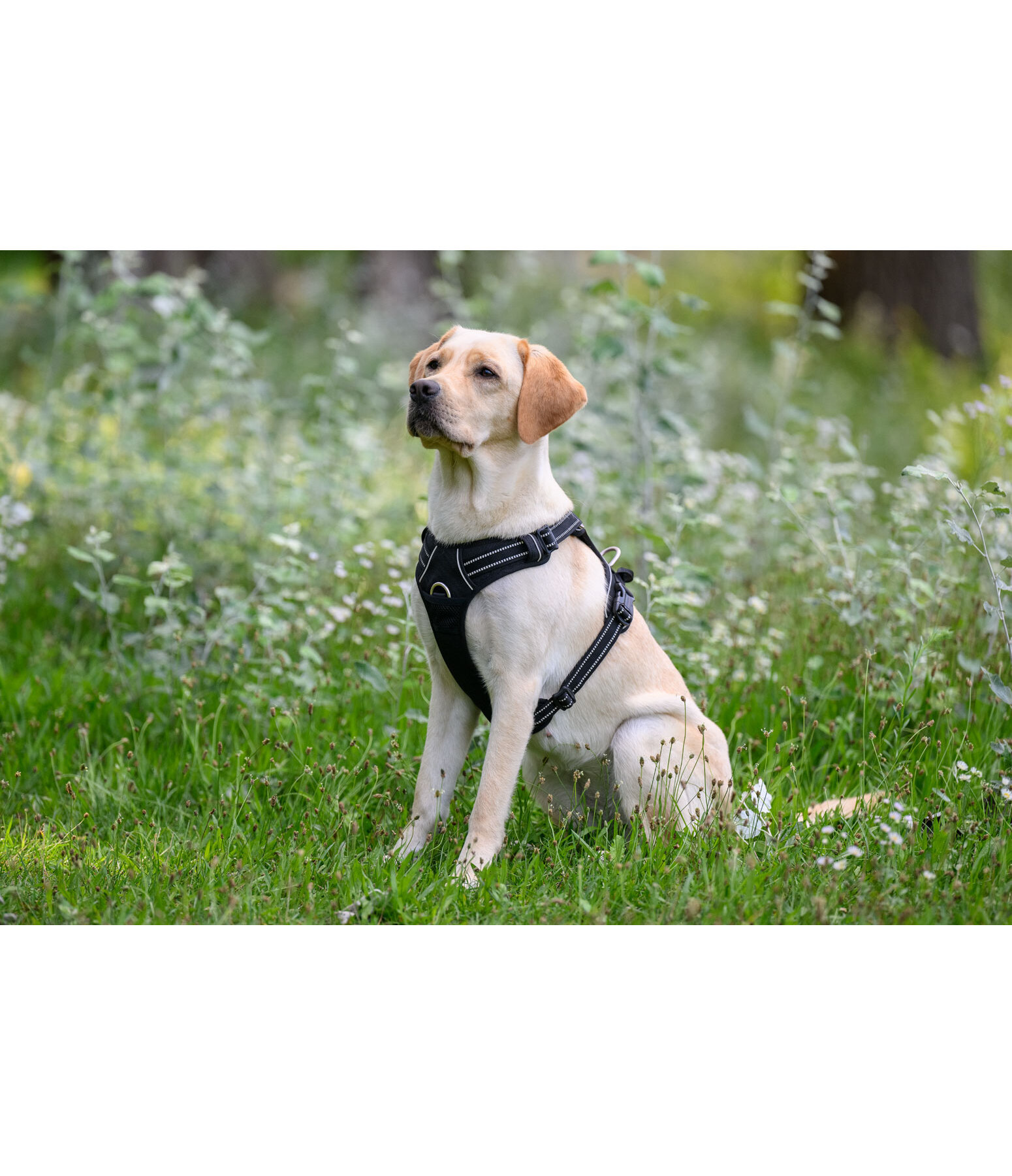 Pettorina Expedition