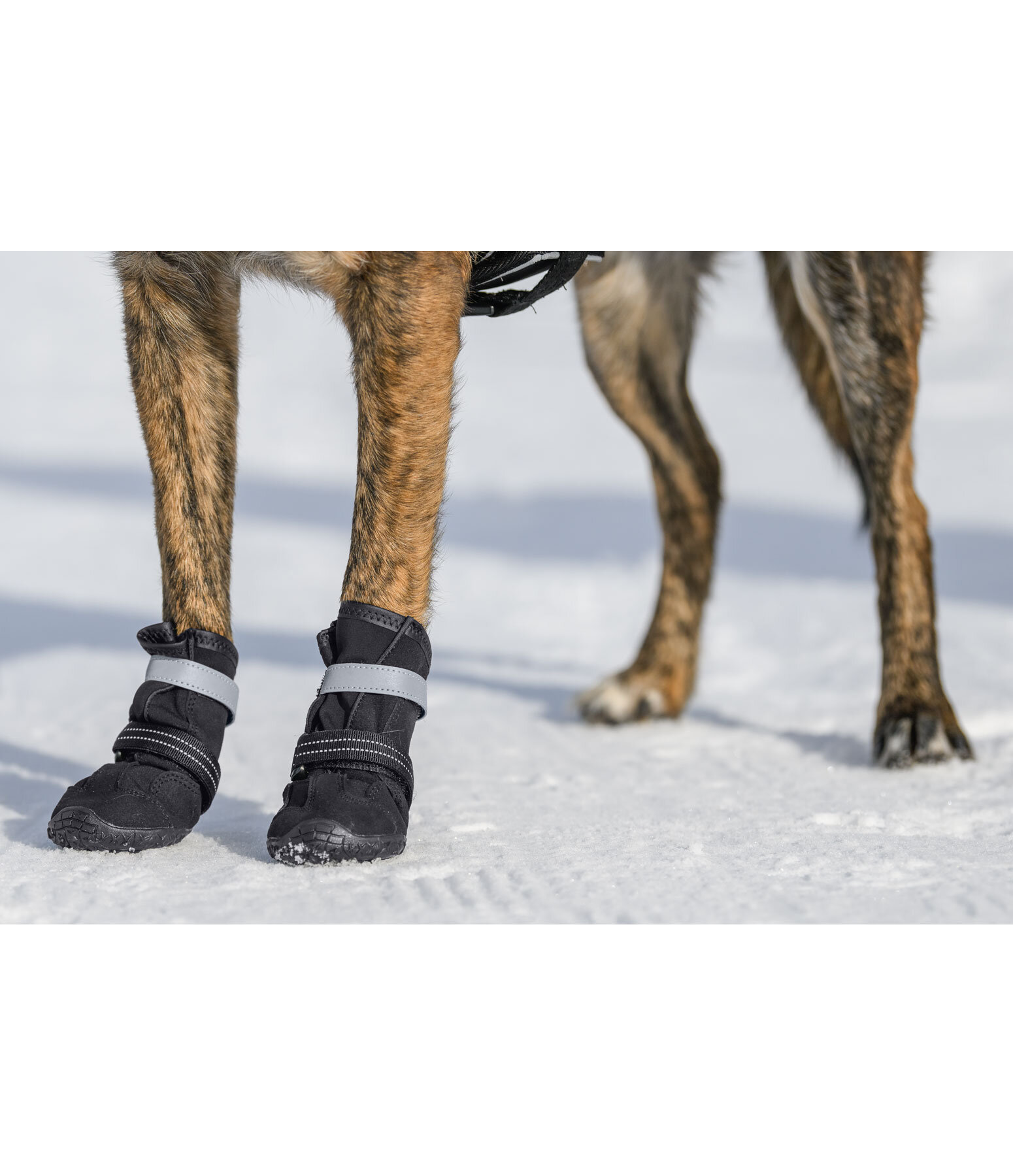 Scarpe cani protettive sale