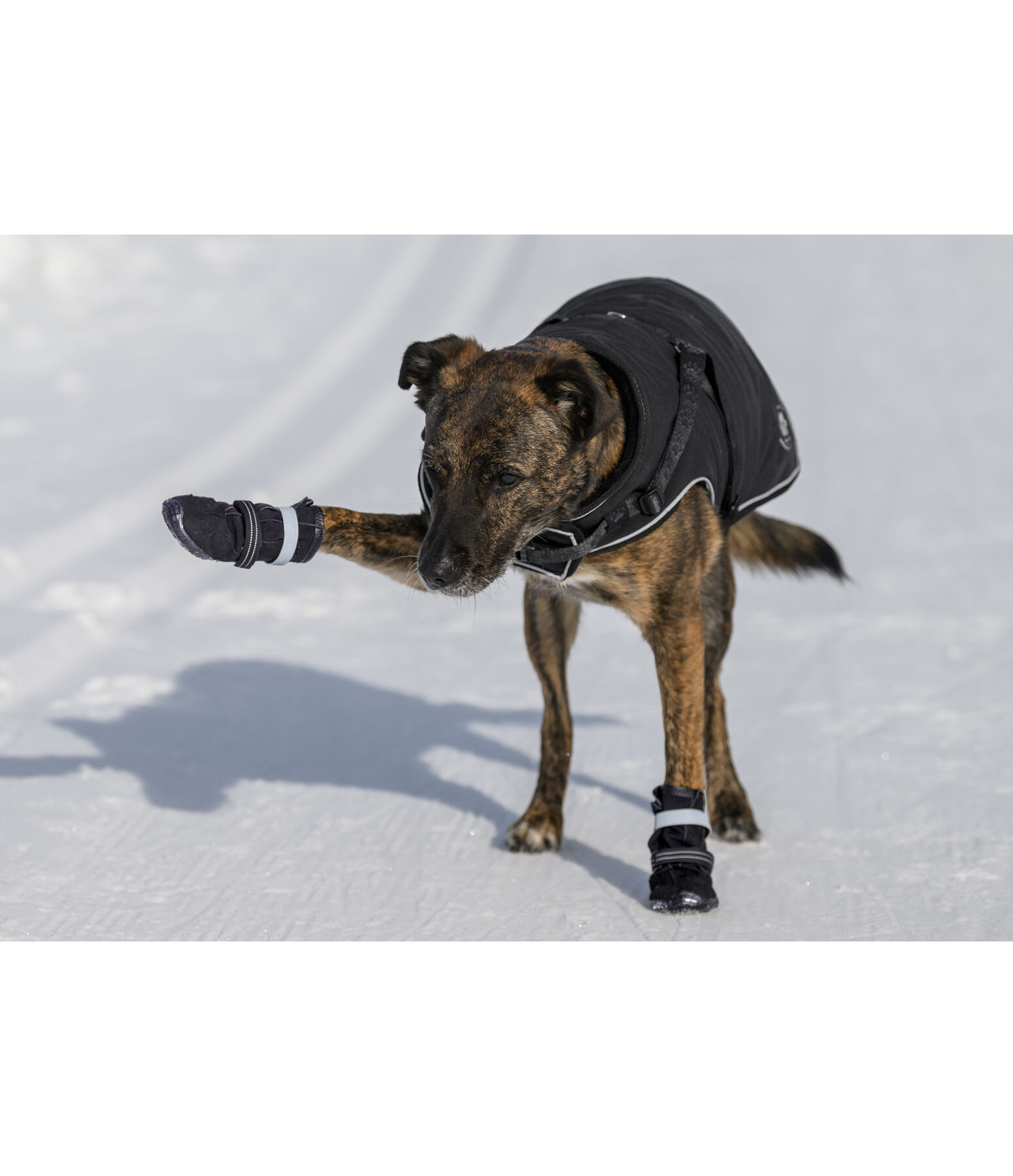 Scarpette protettive per cani Antarctica