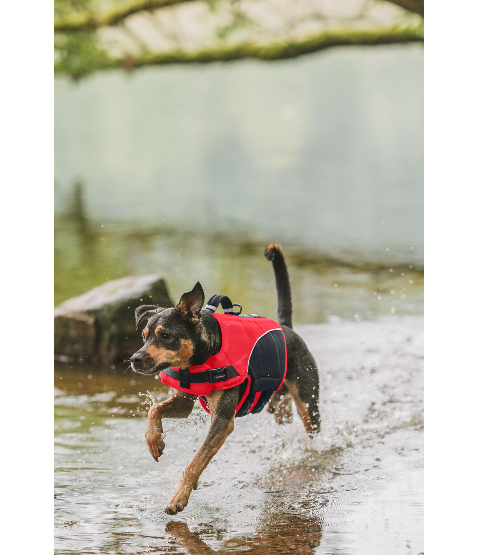 Giubbotto salvagente per cani Life Guard