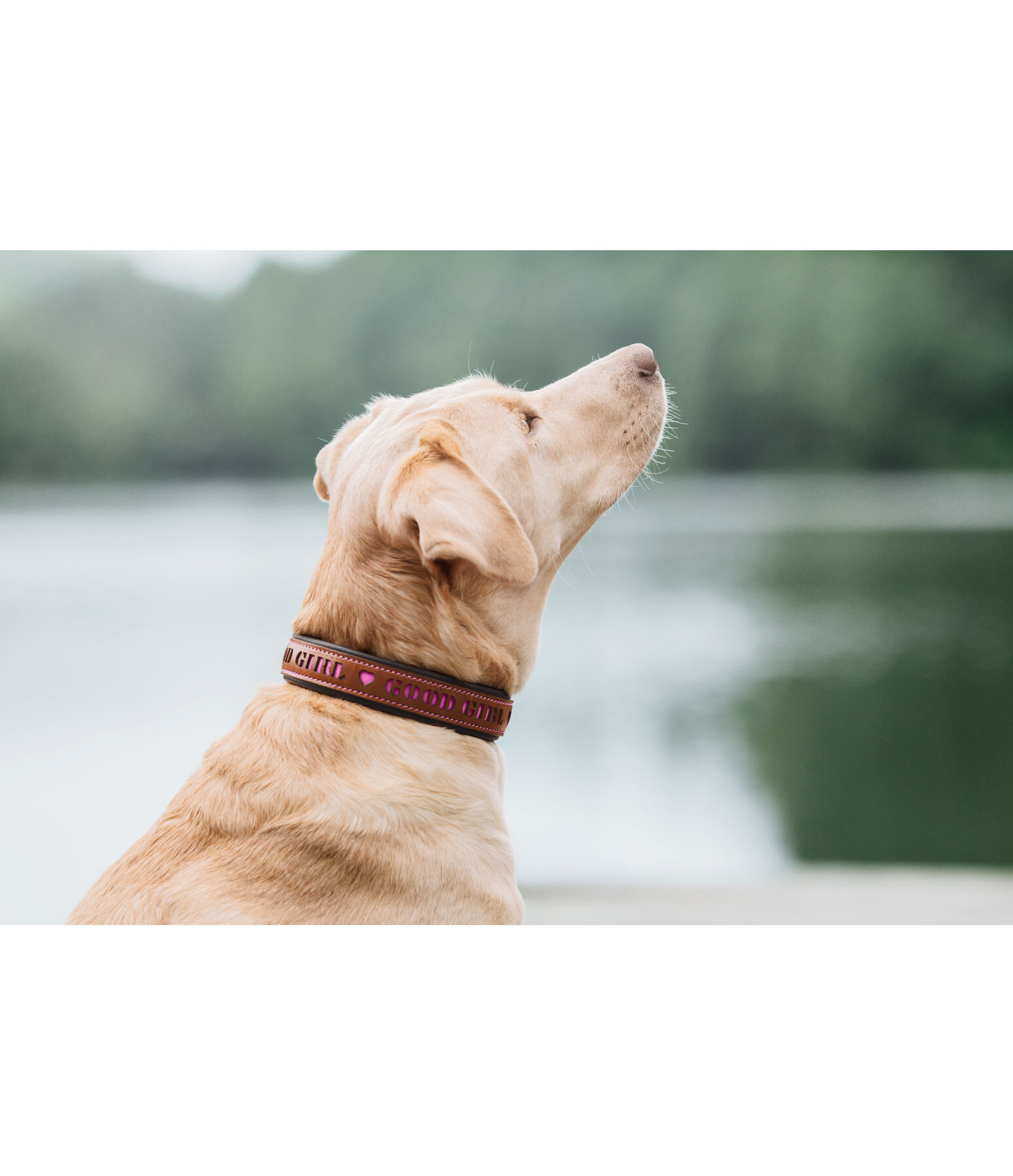 Collare in cuoio Good Dog