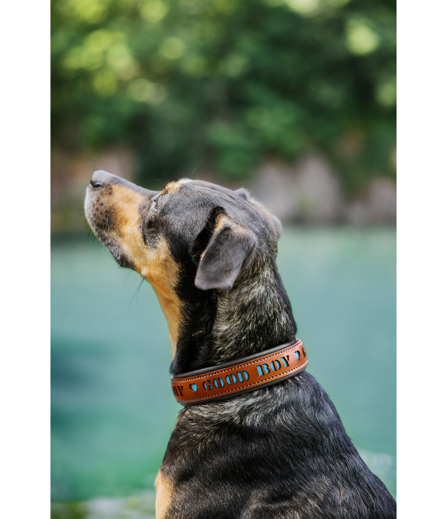 Collare in cuoio Good Dog