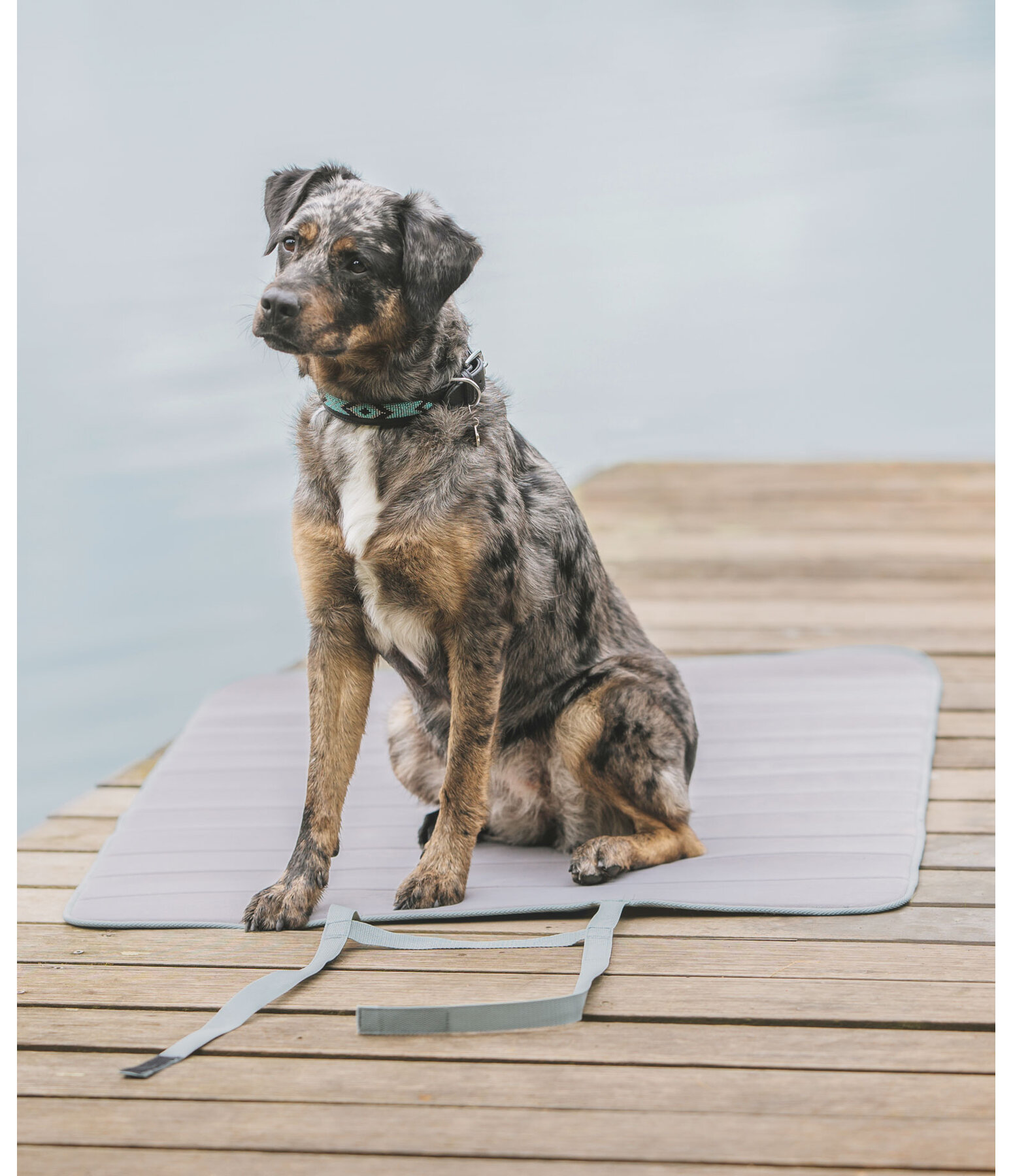 Tappetino portatile per cani Summer