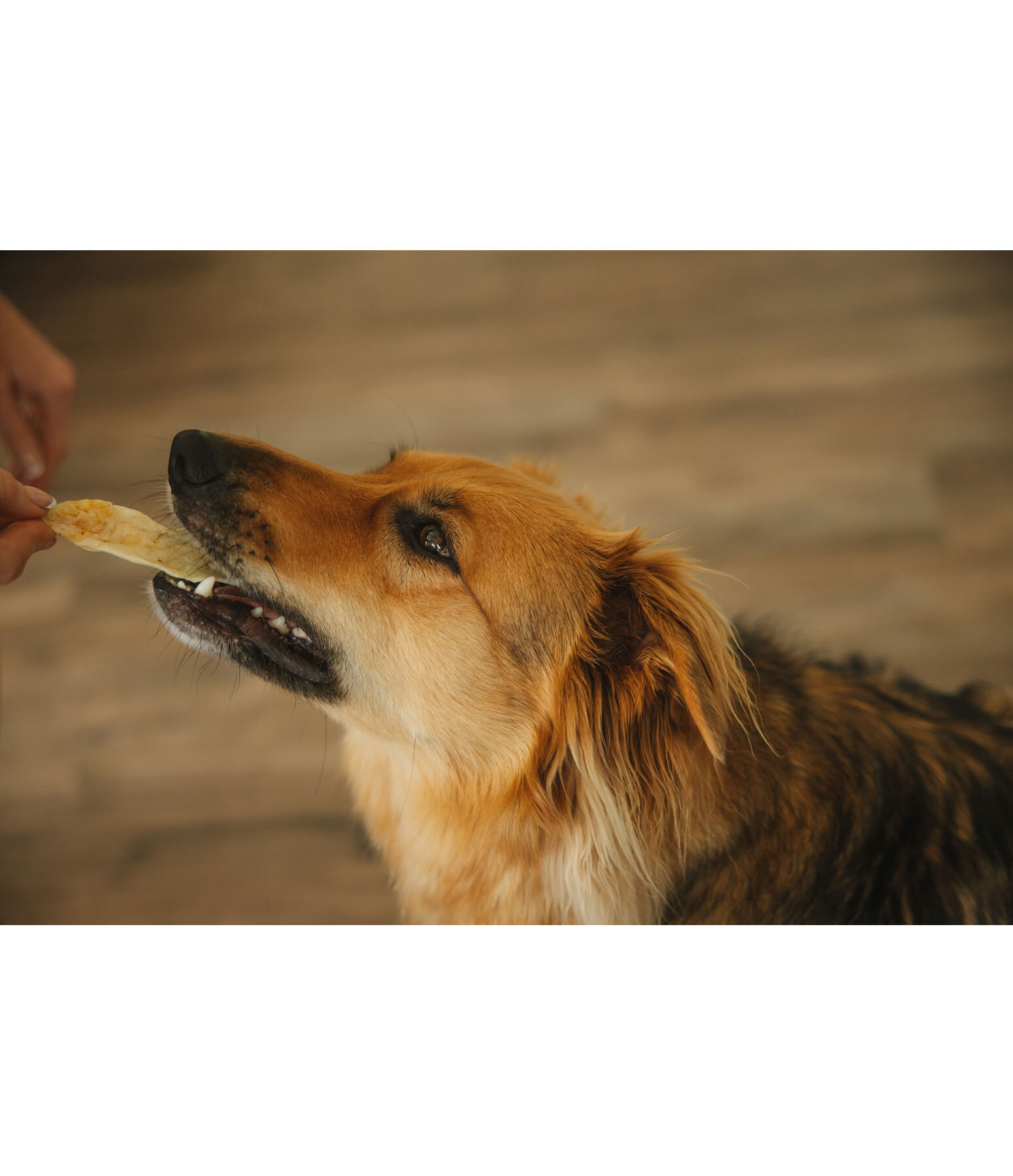 Orecchie di coniglio per cani
