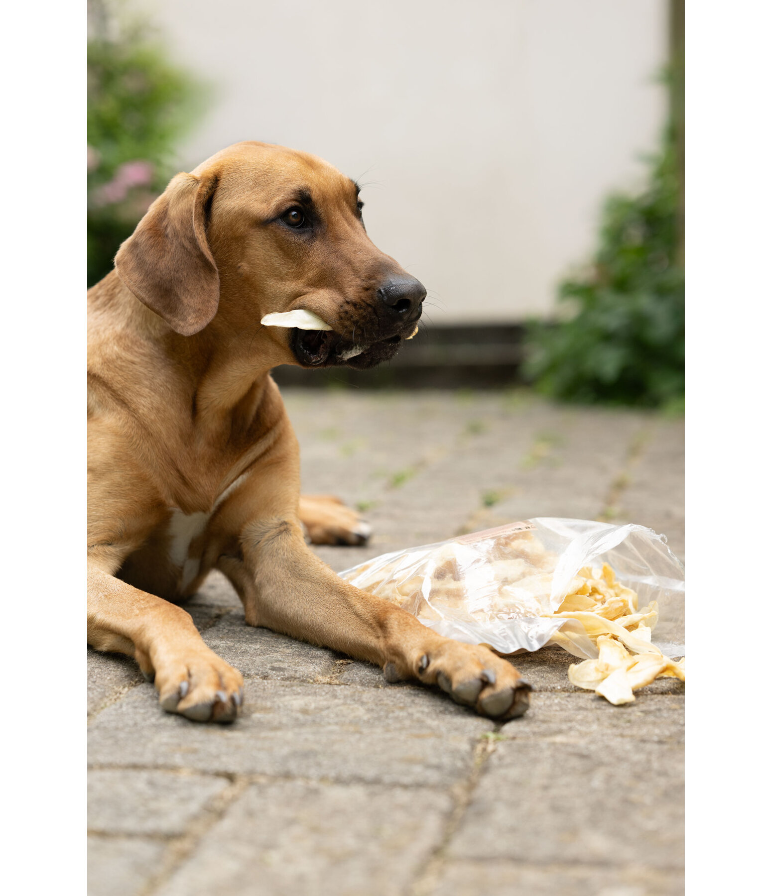 Orecchie di coniglio per cani