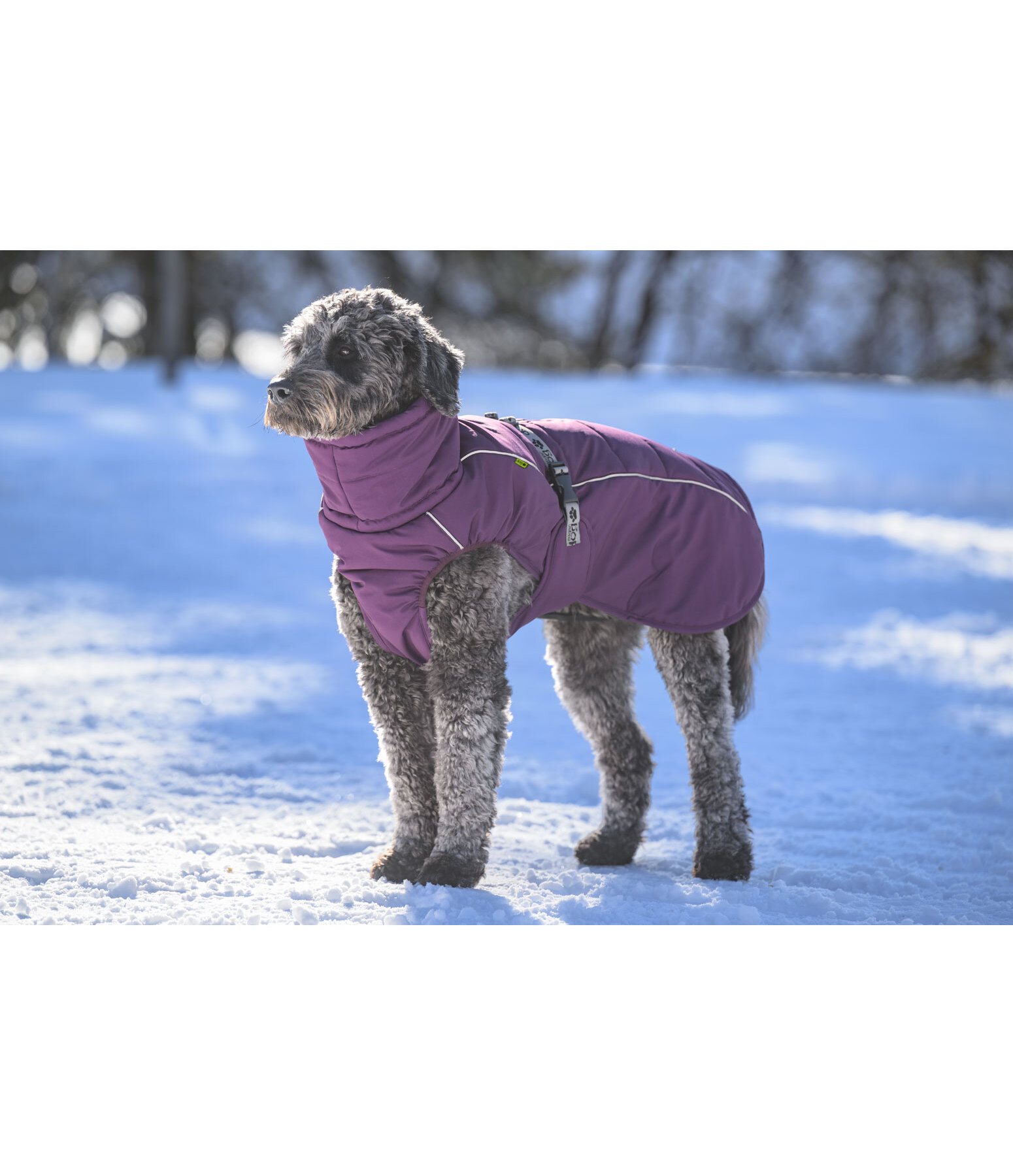 Cappotto invernale per cani Marlon, 200-300 g