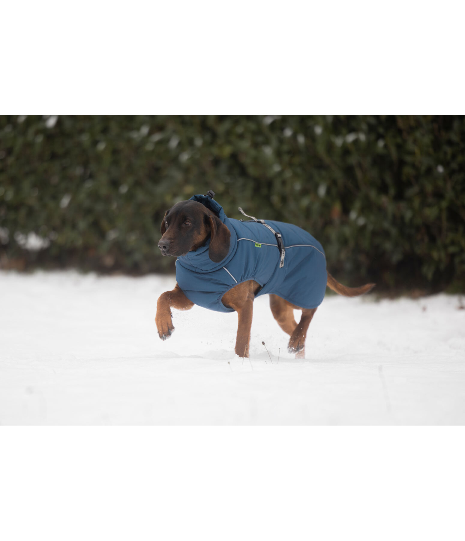 Cappotto invernale per cani Marlon, 200-300 g