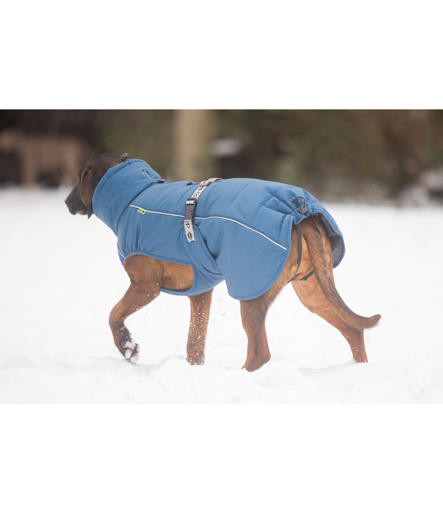 Cappotto invernale per cani Marlon, 200-300 g
