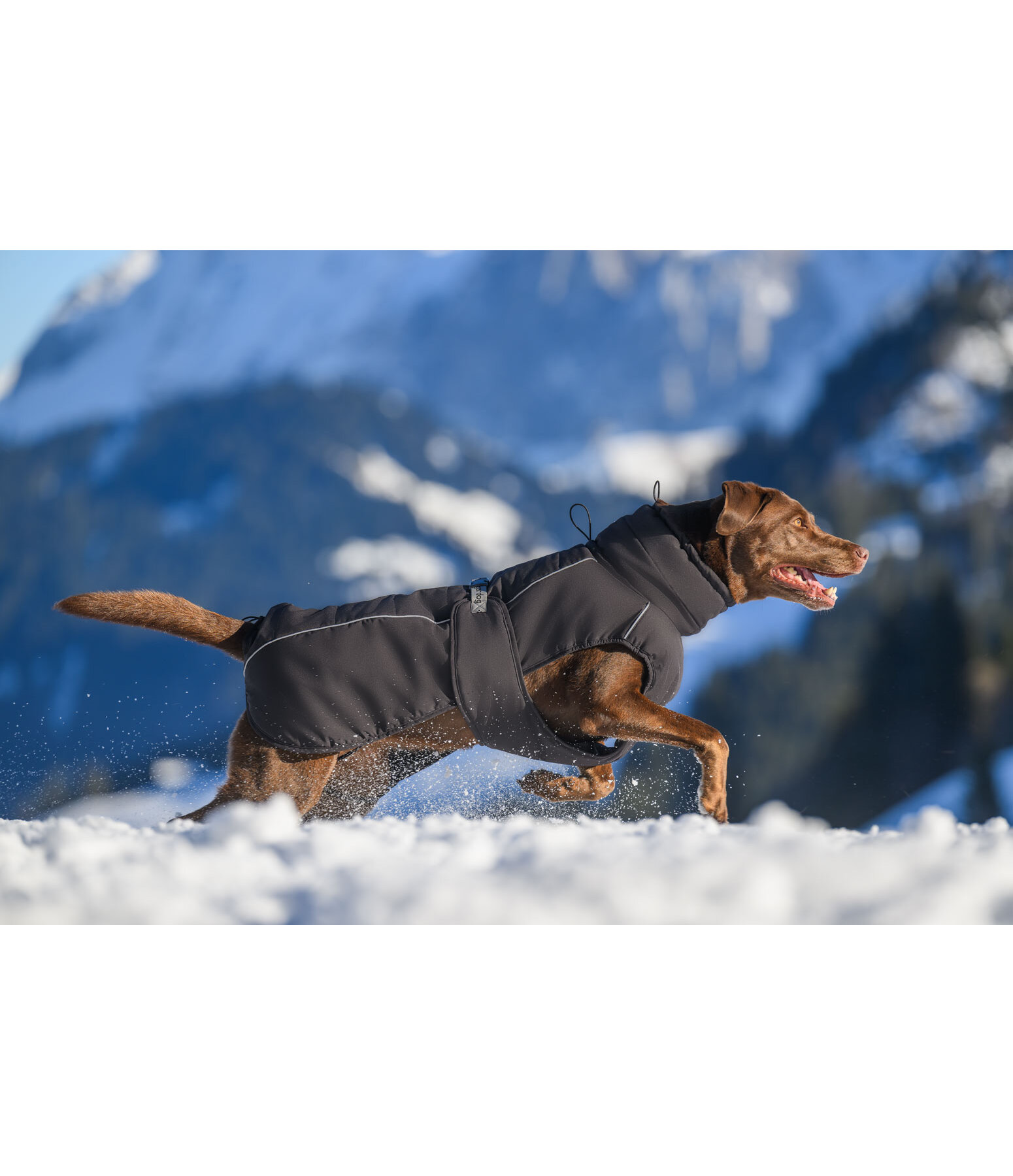 Cappotto invernale per cani Marlon, 200-300 g