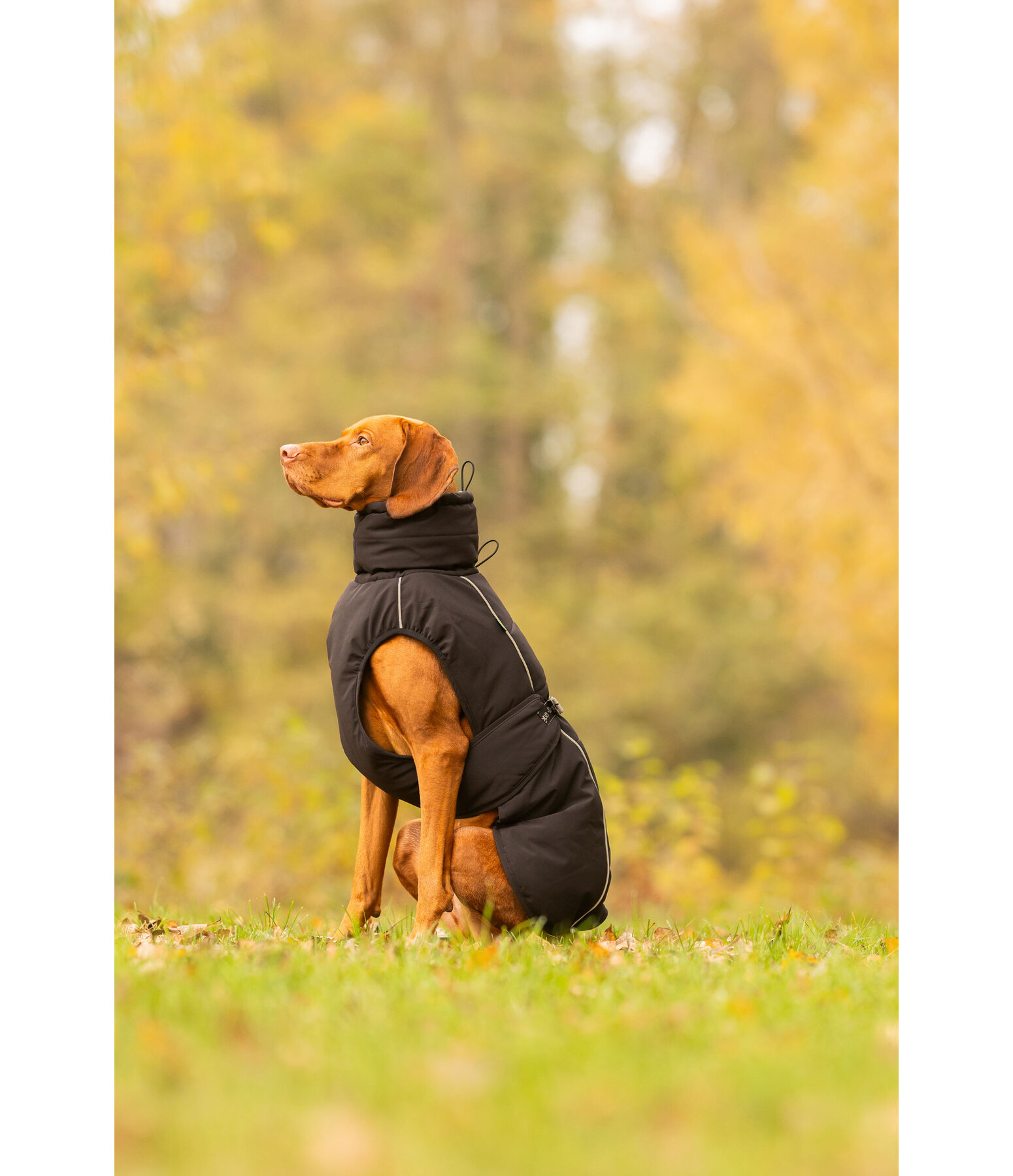 Cappotto invernale per cani Marlon, 200-300 g