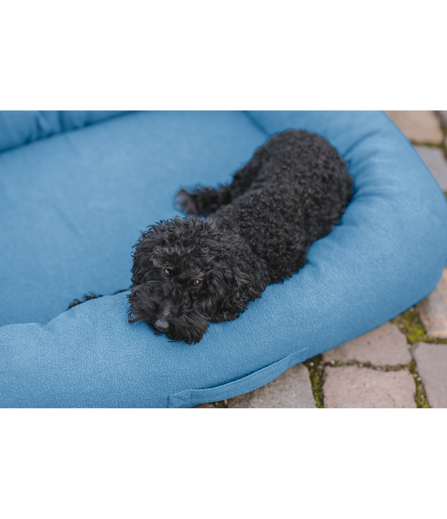 Cuccia per cani Terry