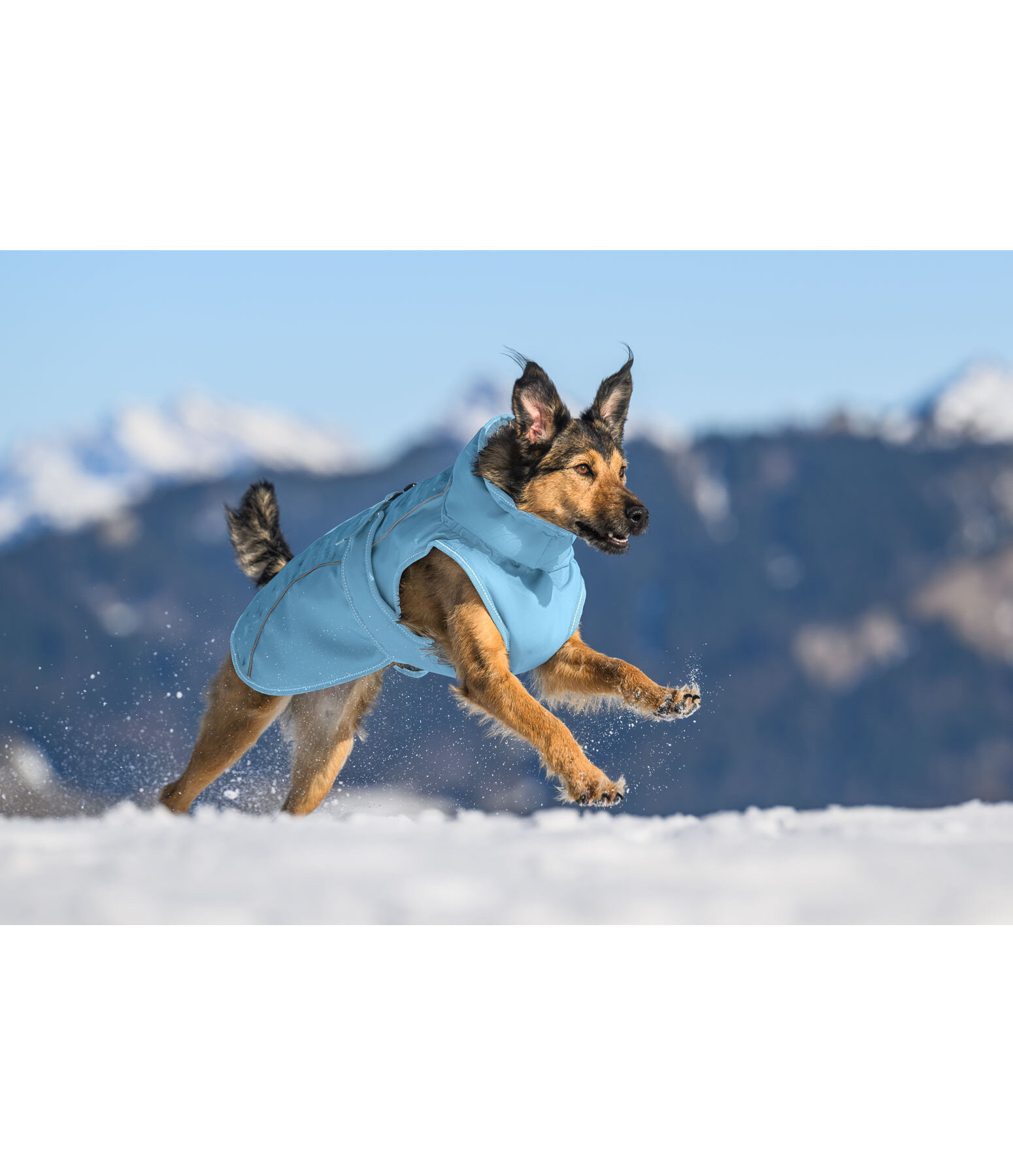 Cappotto invernale per cani Wonderland, 140 g