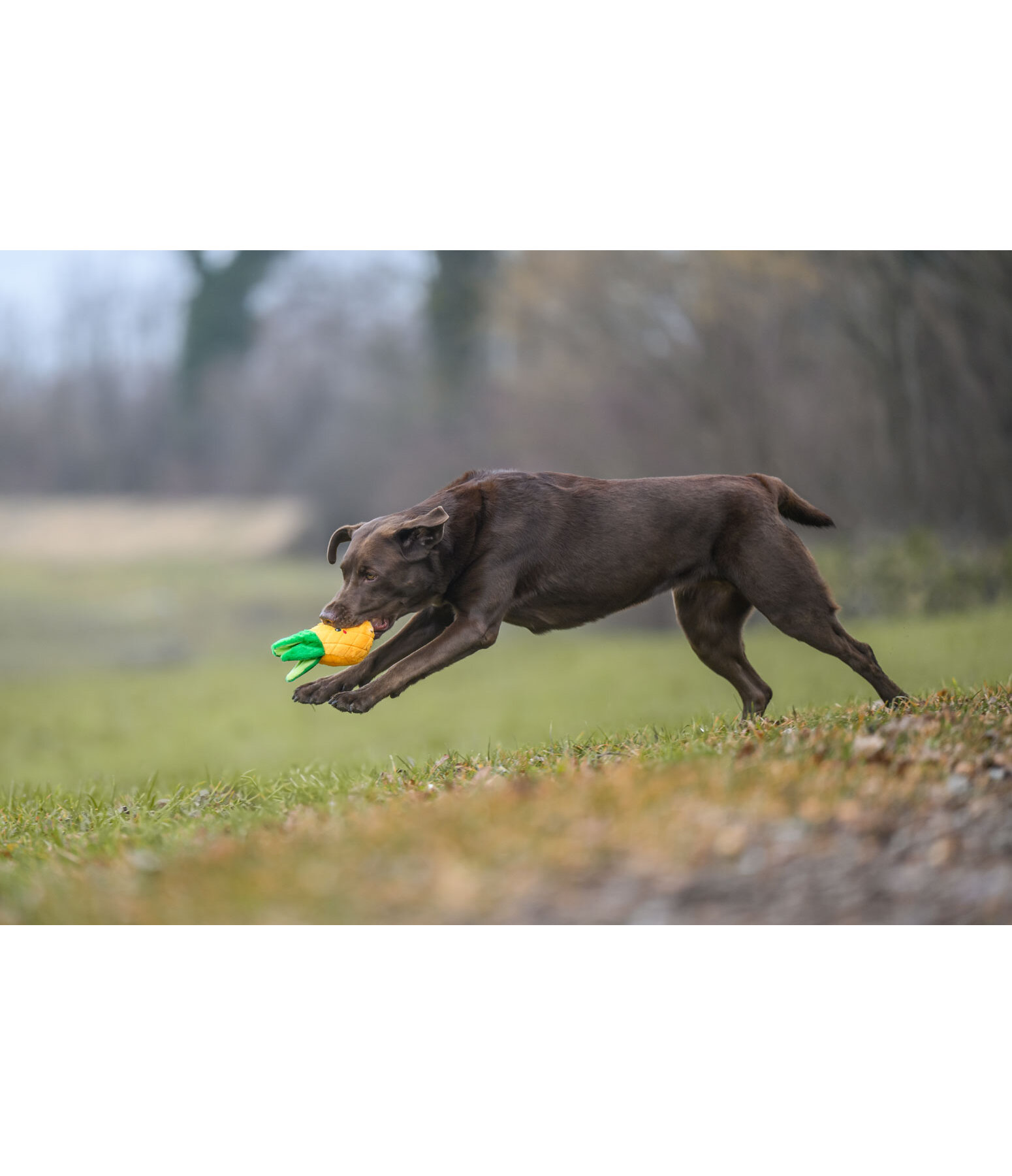 Giocattolo per cani Pineapple