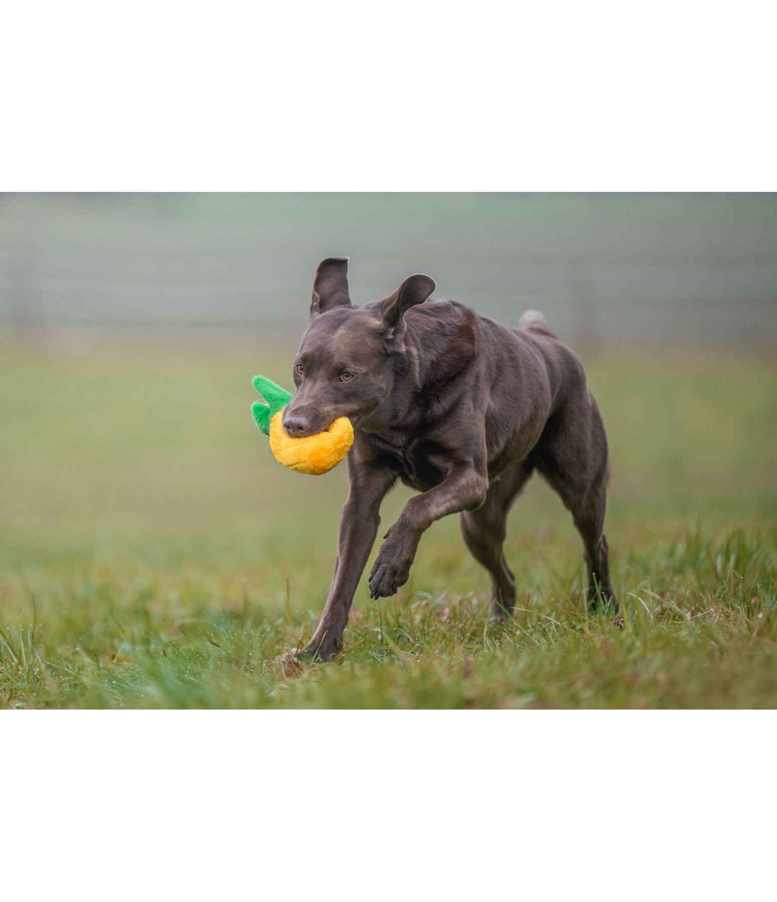 Giocattolo per cani Pineapple