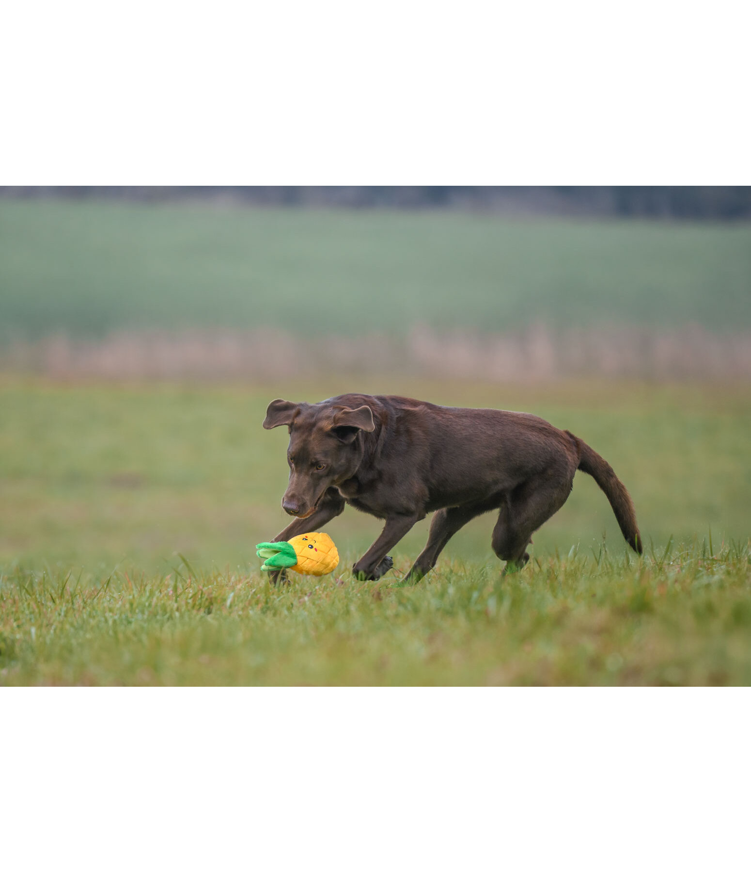 Giocattolo per cani Pineapple