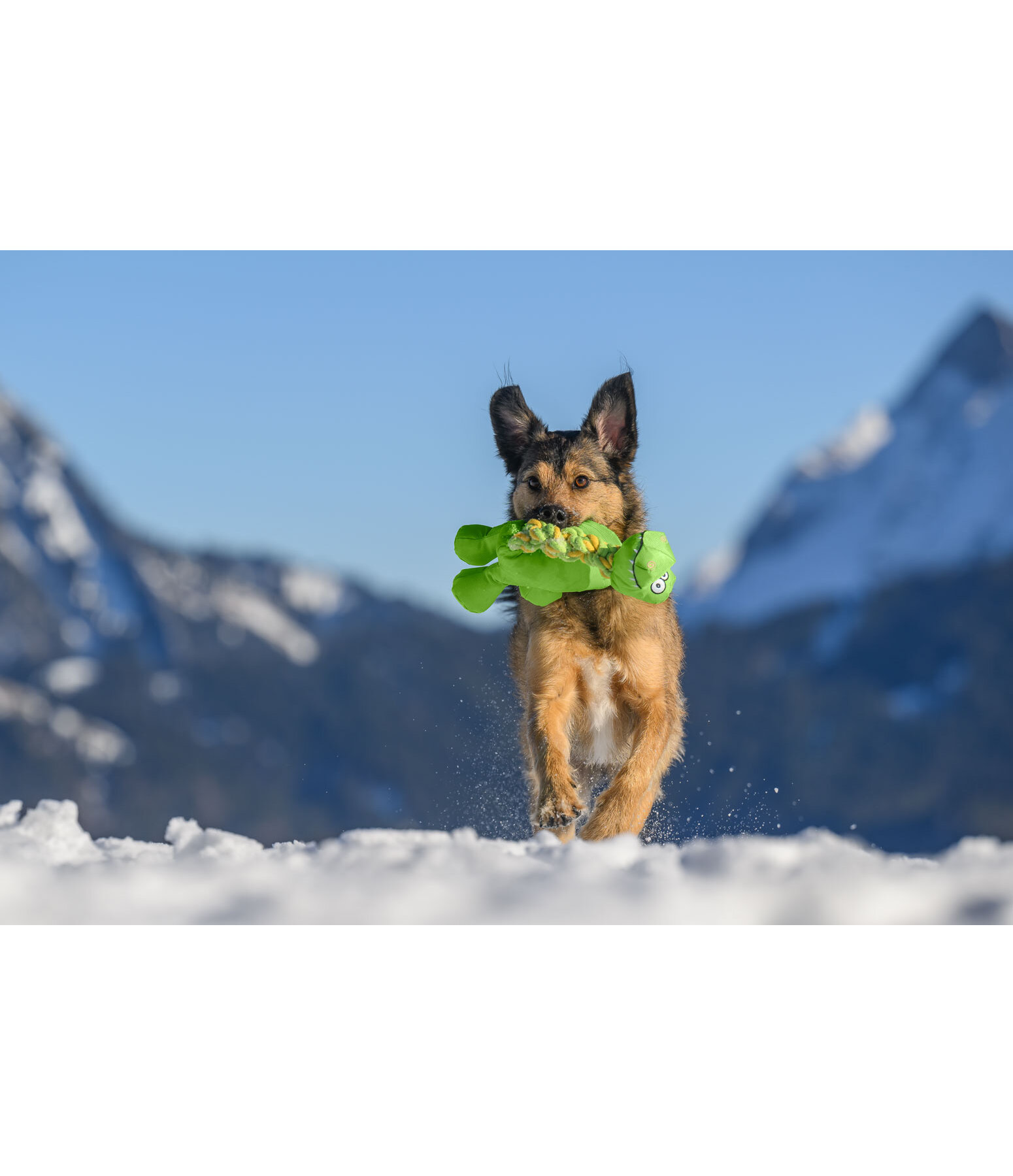 Giocattolo per cani Strong Dino
