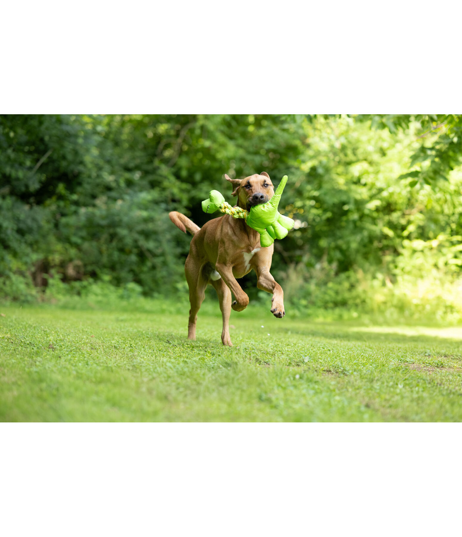 Giocattolo per cani Strong Dino