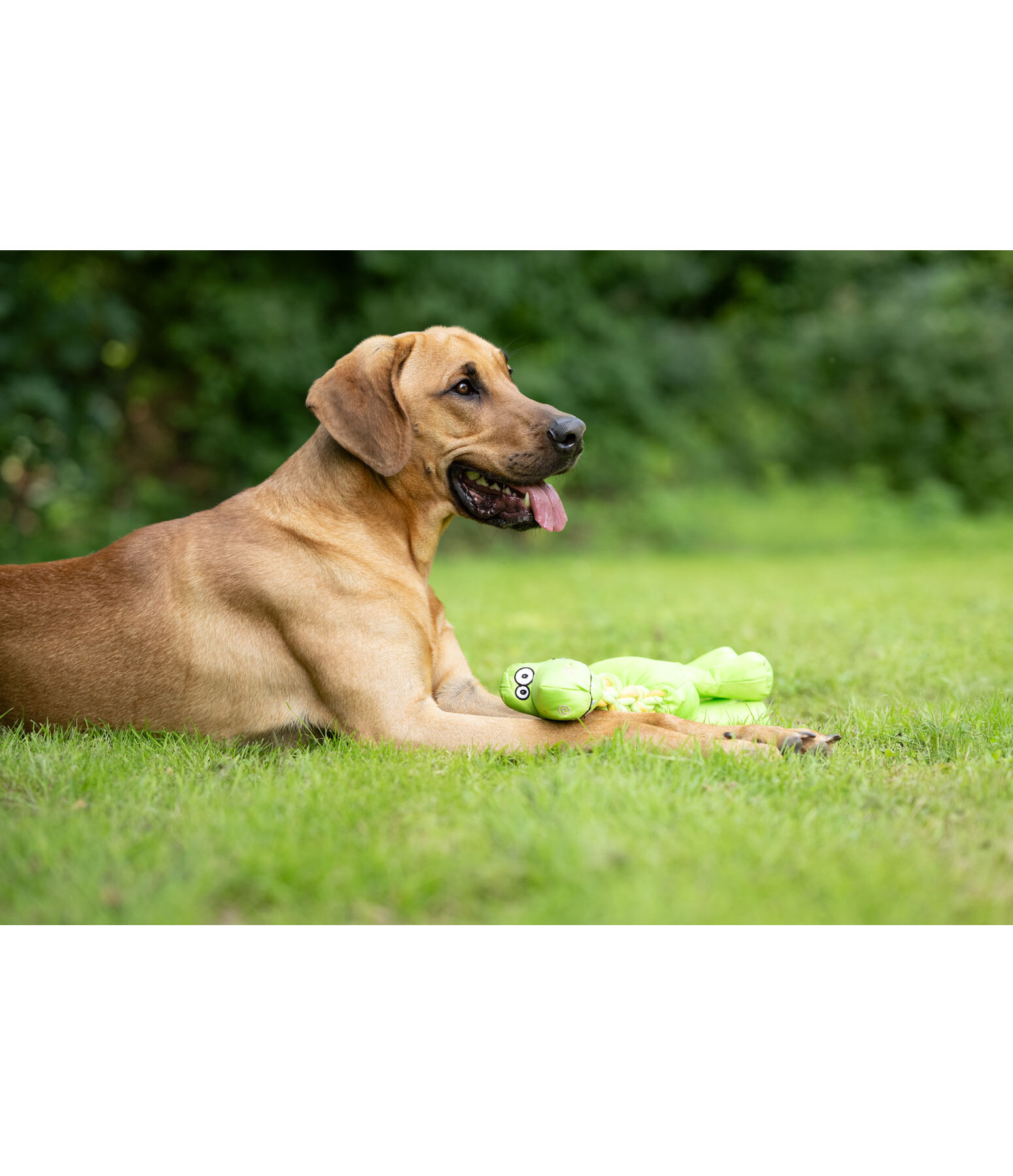 Giocattolo per cani Strong Dino