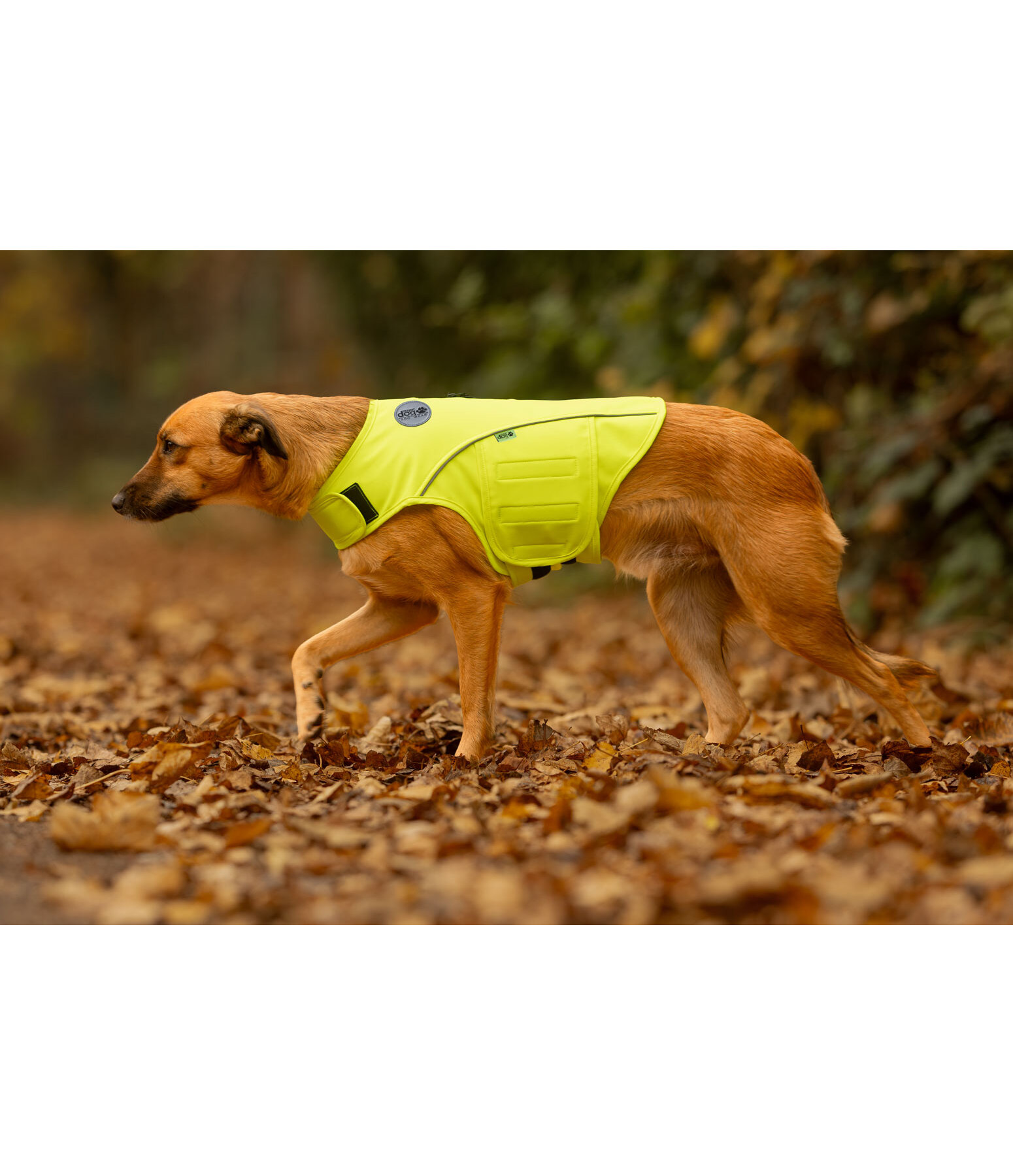 Gilet di sicurezza riflettente per cani