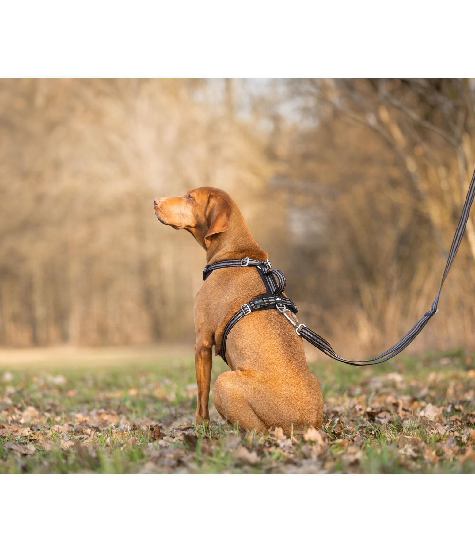 Pettorina Comfort Fit