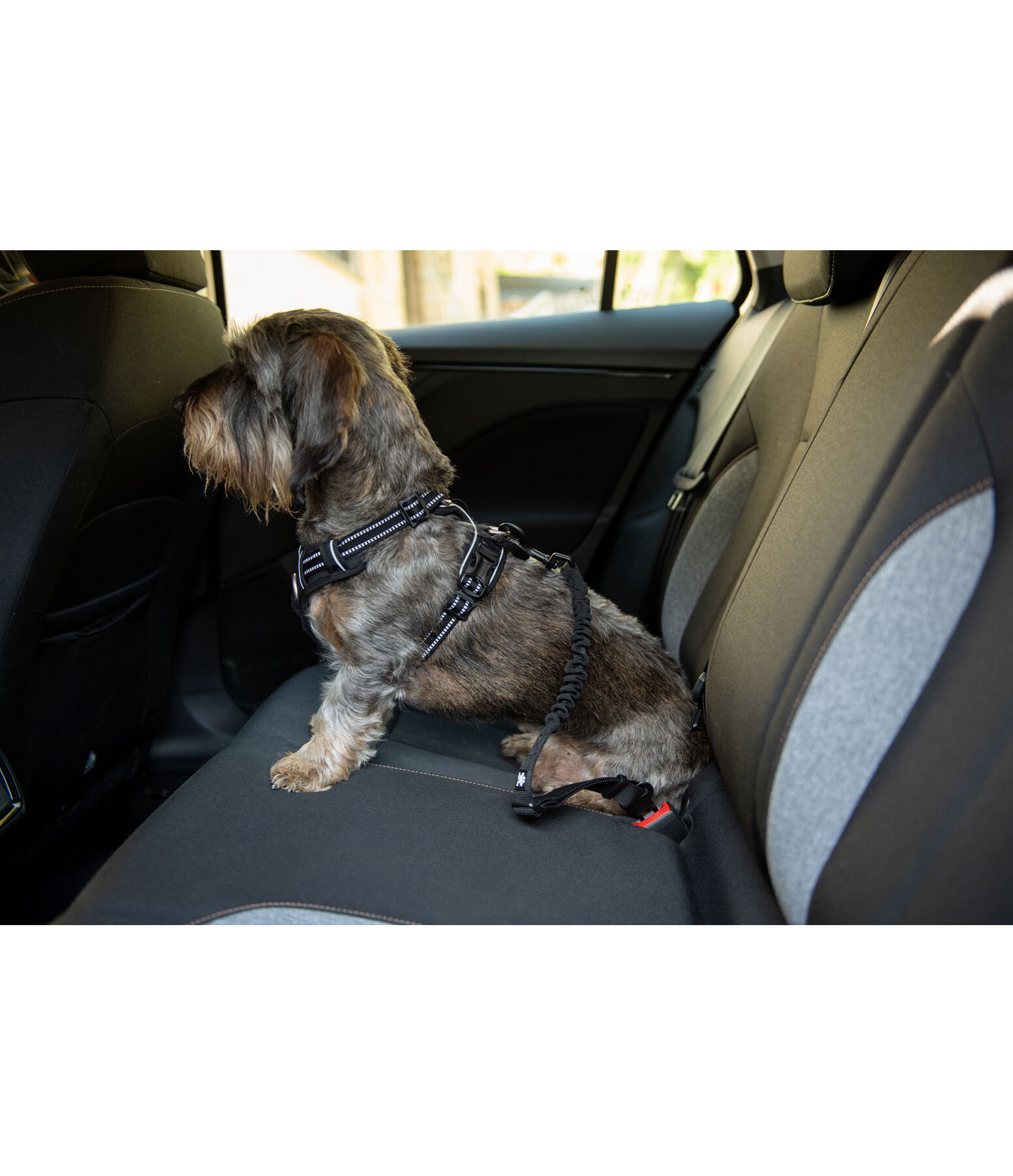 Cintura di sicurezza per cani