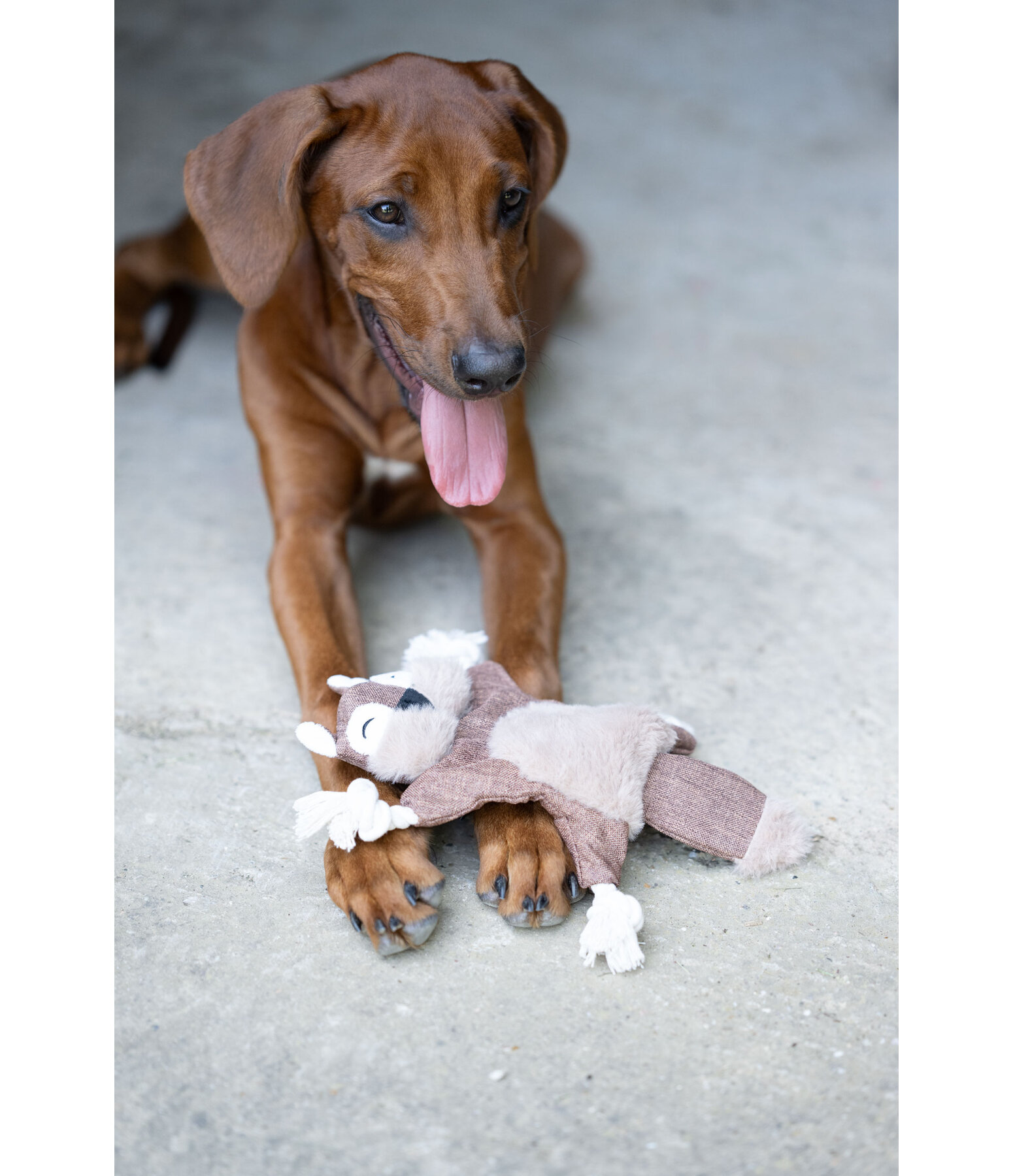 Scoiattolo peluche per cani