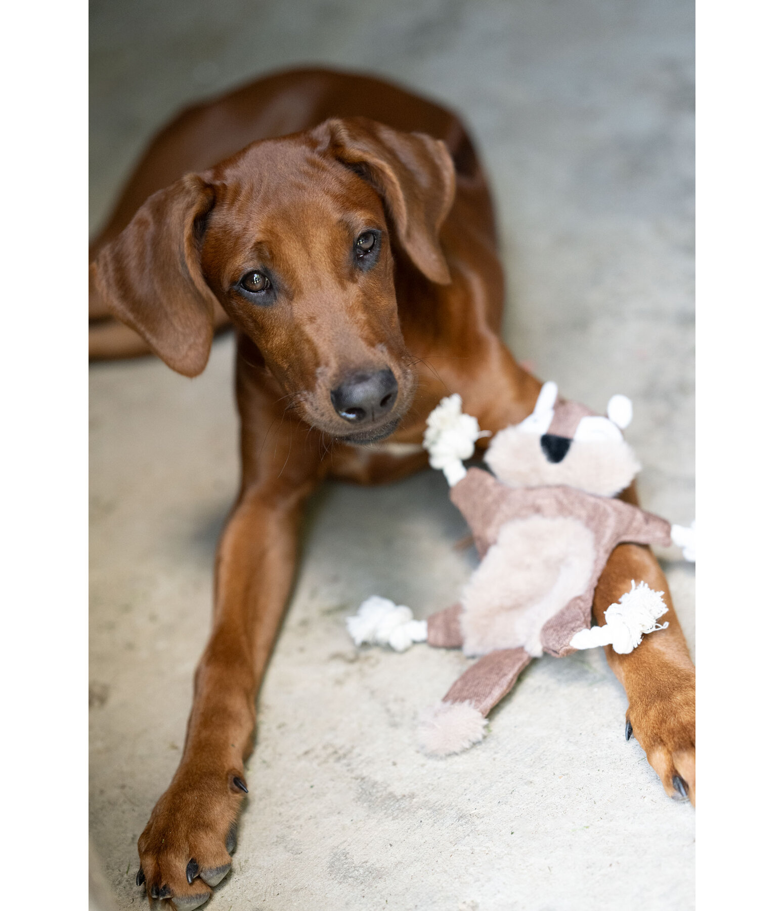 Scoiattolo peluche per cani