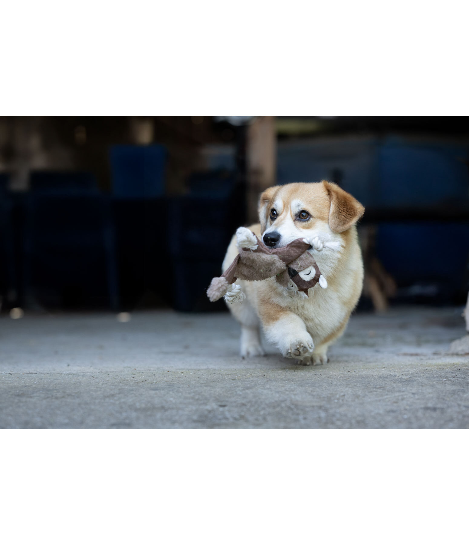 Scoiattolo peluche per cani
