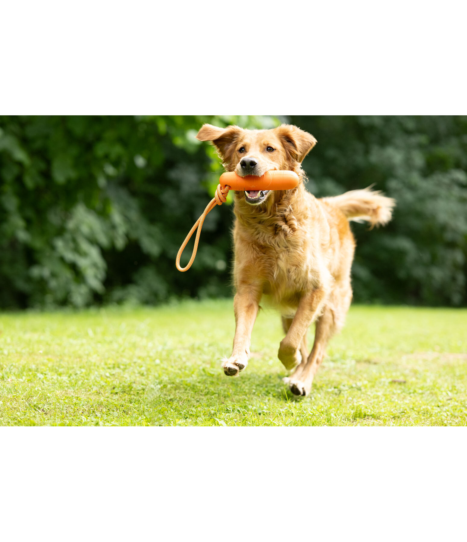 Gioco acquatico per cani