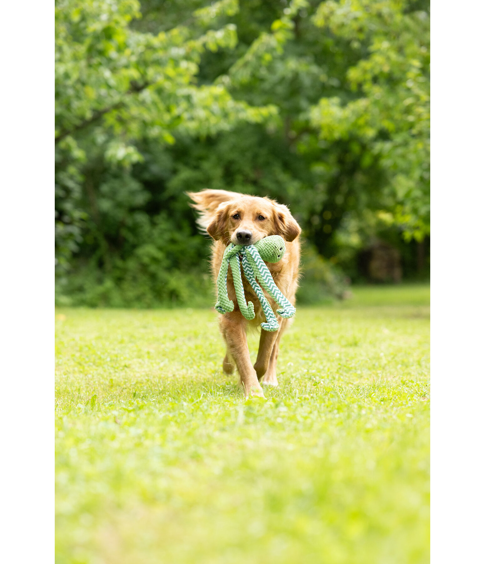 Giocattolo per cani Octopus