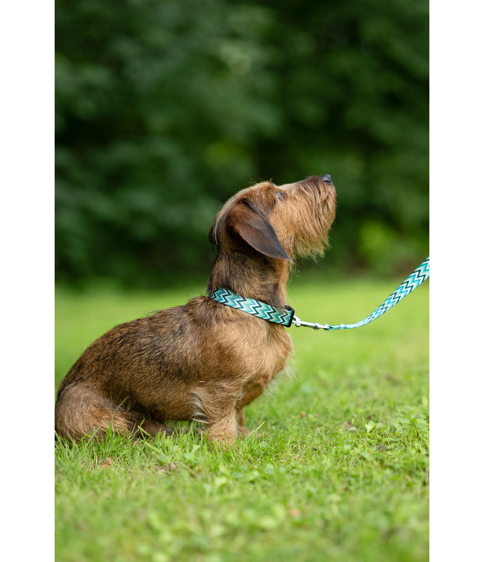 Set collare &  guinzaglio Zap