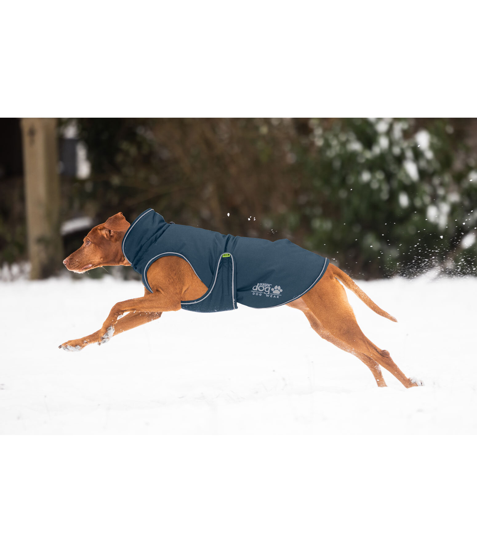 Cappotto invernale per cani Archie Snow Drift, 200 g