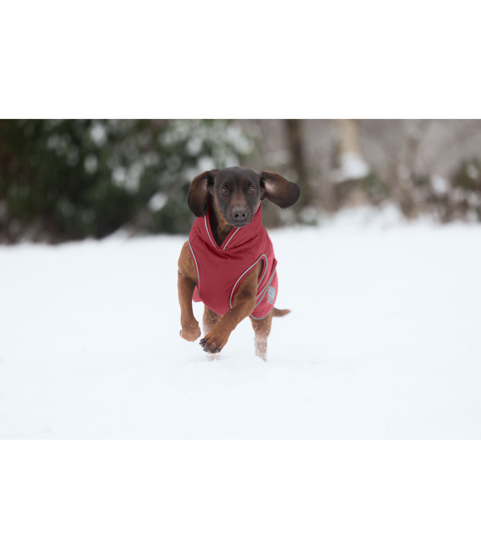 Cappotto invernale per cani Archie Snow Drift, 200 g
