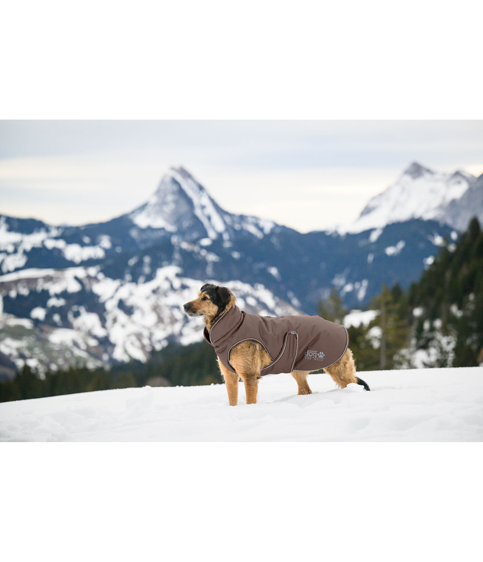 Cappotto invernale per cani Archie Snow Drift, 200 g