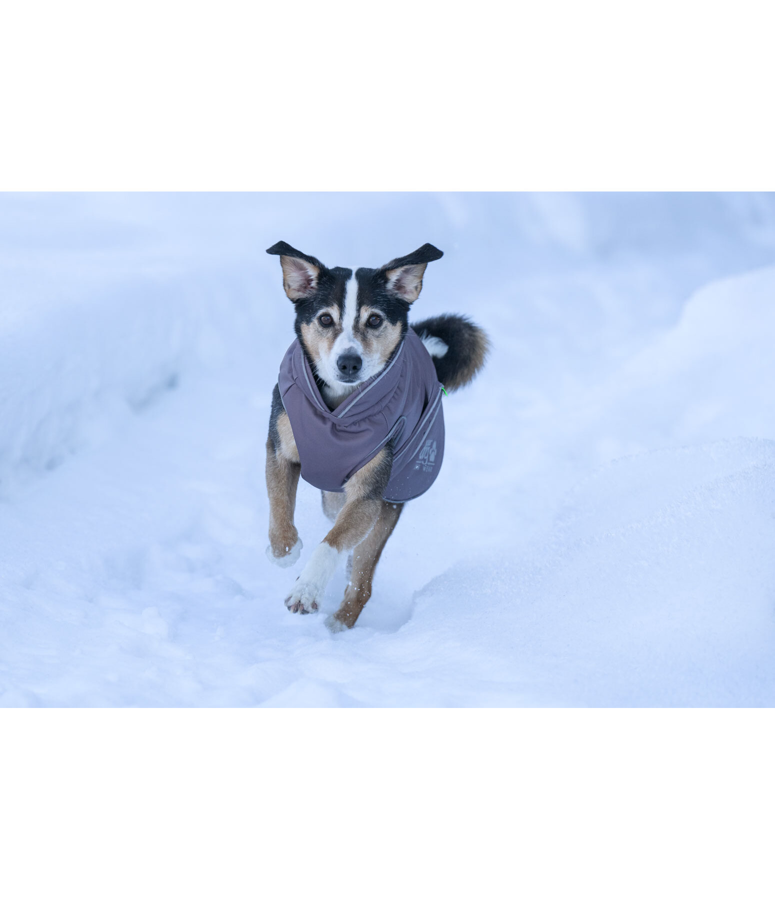Cappotto invernale per cani Archie Snow Drift, 200 g