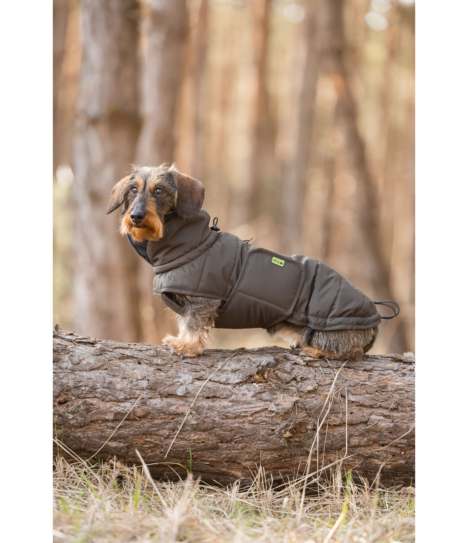 Cappotto invernale per bassotti Henry, 200 g