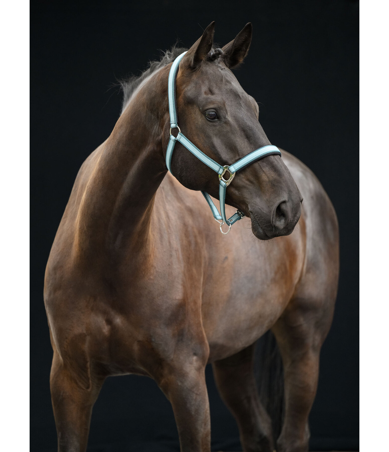 Capezza Swiss Design II